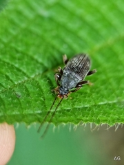 Bolbostetha