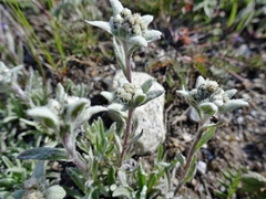 Leontopodium