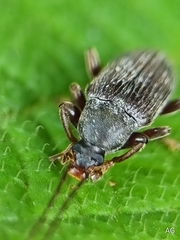 Bolbostetha
