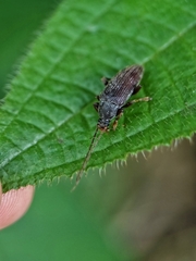 Bolbostetha