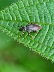Bolbostetha