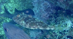 Sphoeroides marmoratus