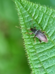 Bolbostetha