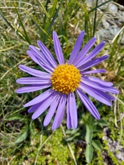Aster alpinus