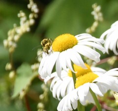 Lepturobosca chrysocoma