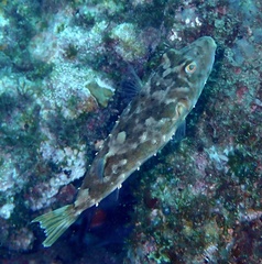 Sphoeroides marmoratus