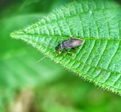 Bolbostetha