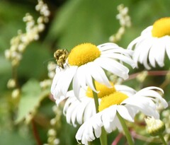 Lepturobosca chrysocoma