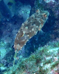 Sphoeroides marmoratus