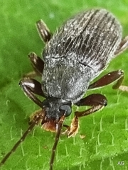 Bolbostetha