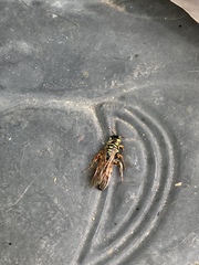 Myzinum quinquecinctum