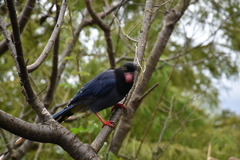 Urocissa caerulea