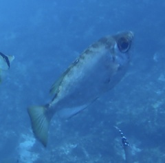 Priacanthidae