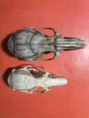 Edward's Rat photo 4