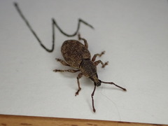 Otiorhynchus singularis