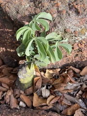 Adenia glauca