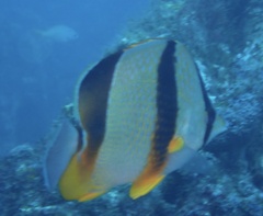 Chaetodon robustus