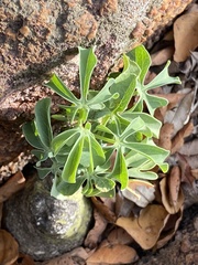 Adenia glauca