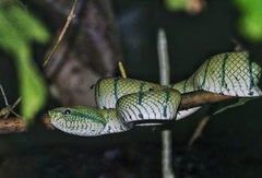 Tropidolaemus subannulatus