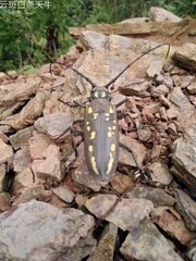 Batocera lineolata