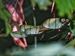 Tropidolaemus subannulatus