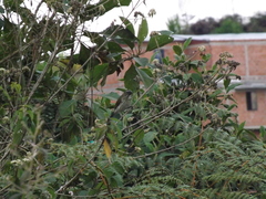 Saltator striatipectus