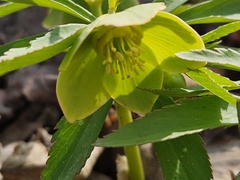 Helleborus odorus