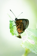 Acraea cerasa