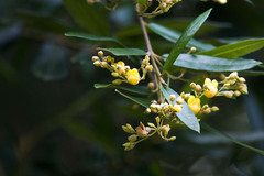 Anastrabe integerrima