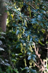 Antidesma venosum