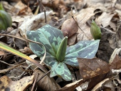Trillium cuneatum