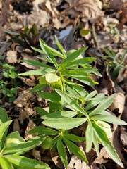 Helleborus odorus