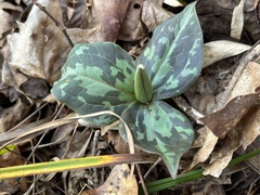 Trillium cuneatum
