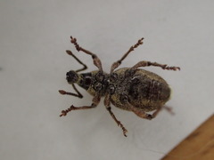 Otiorhynchus singularis