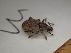 Otiorhynchus singularis