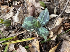Trillium cuneatum