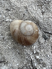 Zachrysia provisoria