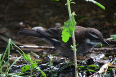 Cinclodes olrogi