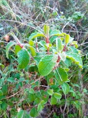 Cistus