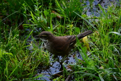 Cinclodes