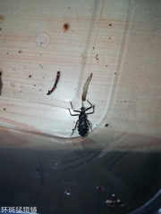 Sphedanolestes impressicollis