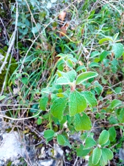 Cistus