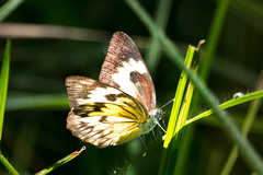 Belenois gidica abyssinica