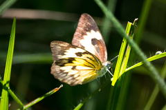 Belenois gidica abyssinica