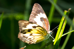 Belenois gidica abyssinica