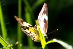 Belenois gidica abyssinica