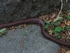 Galvarinus chilensis