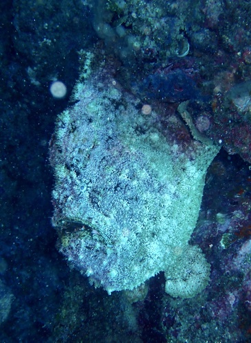 Senegal frogfish (Fowlerichthys senegalensis) — Antennariidae — 4