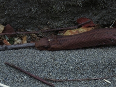 Galvarinus chilensis