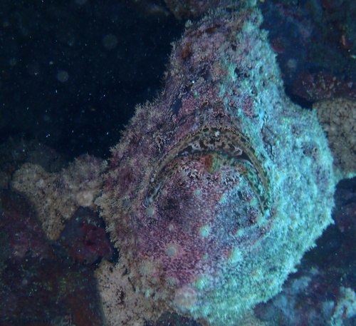 Senegal frogfish (Fowlerichthys senegalensis) — Antennariidae — 2
